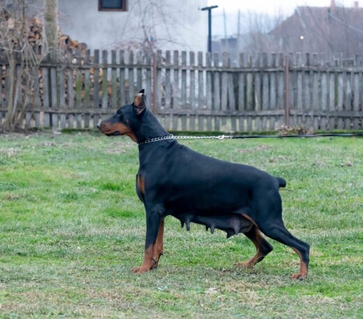 doberman-zenka-big-4