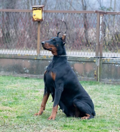 doberman-zenka-big-2