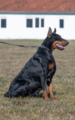 doberman-zenka-big-0