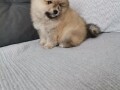 pomeranski-spic-small-0