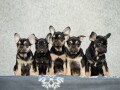 francuski-buldog-vrhunsko-leglo-small-3