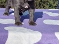 cane-corso-stenci-small-4