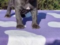 cane-corso-stenci-small-3