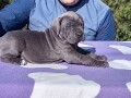 cane-corso-stenci-small-1