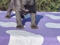 cane-corso-stenci-small-2