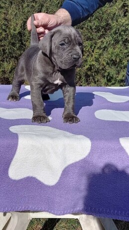 cane-corso-stenci-big-4