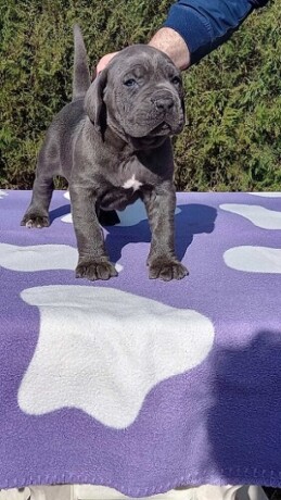 cane-corso-stenci-big-3