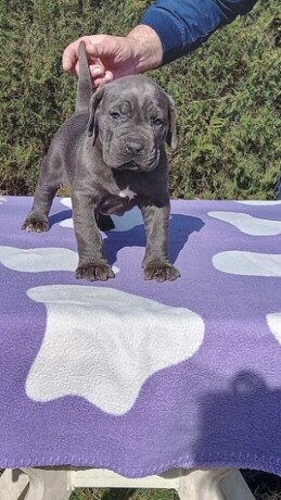 cane-corso-stenci-big-2