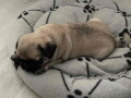 na-prodaju-mops-zenka-small-4