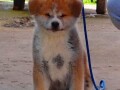 japanska-akita-inu-small-3