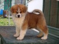 japanska-akita-inu-small-0