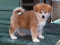 japanska-akita-inu-small-2