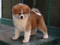 japanska-akita-inu-small-1