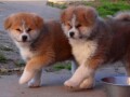 japanska-akita-inu-small-4