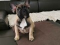 francuski-bulldog-zenke-na-prodaju-small-1