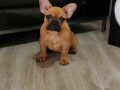 francuski-bulldog-zenke-na-prodaju-small-0